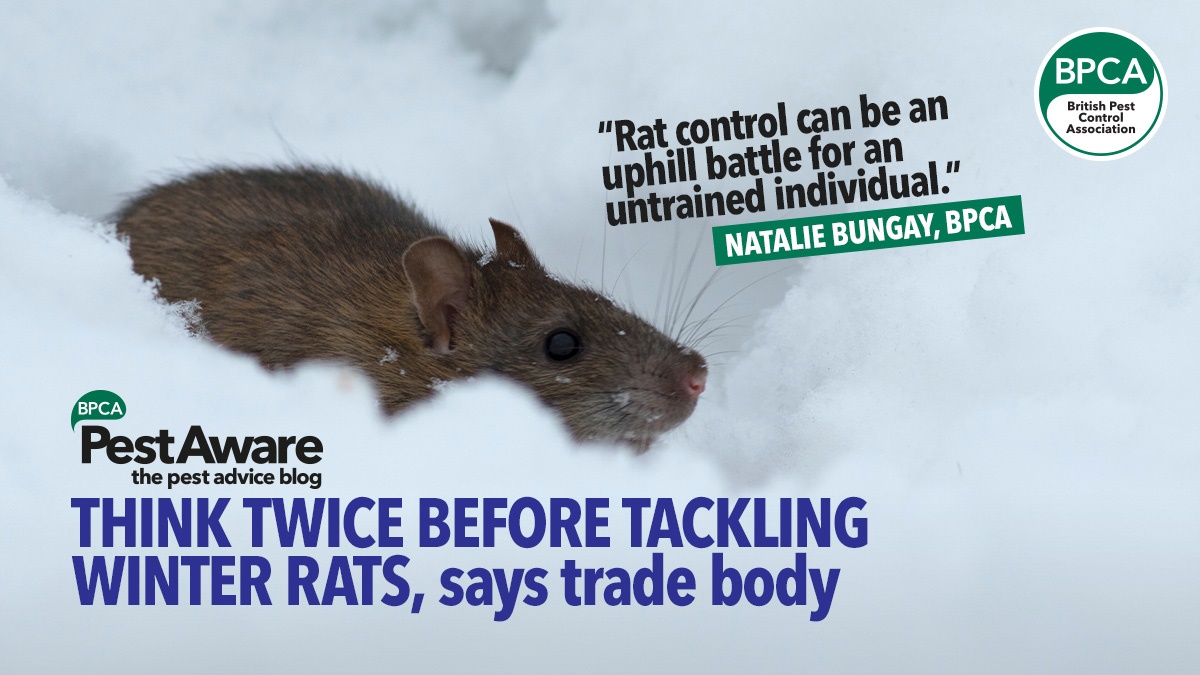 thinktwicebeforetacklingwinterratshero thinktwicebeforetacklingwinterratshero